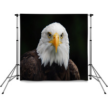 American Bald Eagle (Haliaeetus Leucocephalus) Backdrops 4983060