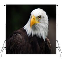 American Bald Eagle (Haliaeetus Leucocephalus) Backdrops 5007416