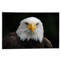 American Bald Eagle (Haliaeetus Leucocephalus) Rugs 4983060