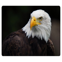 American Bald Eagle (Haliaeetus Leucocephalus) Rugs 5007416