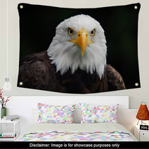 American Bald Eagle (Haliaeetus Leucocephalus) Wall Art 4983060