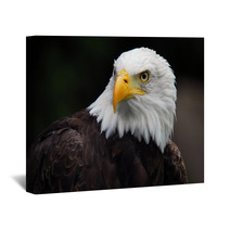 American Bald Eagle (Haliaeetus Leucocephalus) Wall Art 5007416