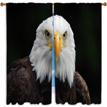 American Bald Eagle (Haliaeetus Leucocephalus) Window Curtains 4983060