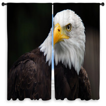 American Bald Eagle (Haliaeetus Leucocephalus) Window Curtains 5007416