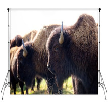 American Bison Backdrops 49502361