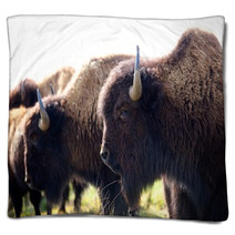 American Bison Blankets 49502361