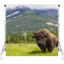 American Bison Or Buffalo Backdrops 53929178