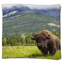 American Bison Or Buffalo Blankets 53929178