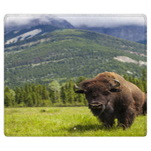 American Bison Or Buffalo Rugs 53929178