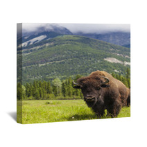 American Bison Or Buffalo Wall Art 53929178