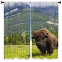 American Bison Or Buffalo Window Curtains 53929178
