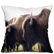 American Bison Pillows 49502361