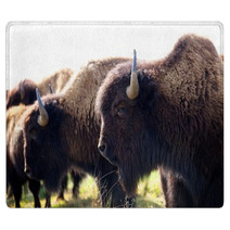 American Bison Rugs 49502361