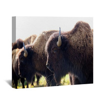 American Bison Wall Art 49502361