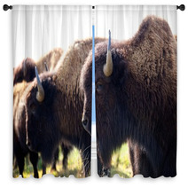 American Bison Window Curtains 49502361