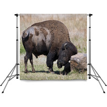 American Buffalo On The Oklahoma Grasslands. Backdrops 64808219