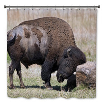 American Buffalo On The Oklahoma Grasslands. Bath Decor 64808219