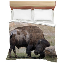 American Buffalo On The Oklahoma Grasslands. Bedding 64808219