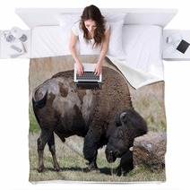 American Buffalo On The Oklahoma Grasslands. Blankets 64808219