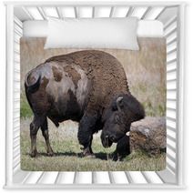 American Buffalo On The Oklahoma Grasslands. Nursery Decor 64808219