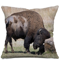 American Buffalo On The Oklahoma Grasslands. Pillows 64808219