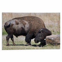 American Buffalo On The Oklahoma Grasslands. Rugs 64808219