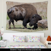 American Buffalo On The Oklahoma Grasslands. Wall Art 64808219