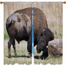 American Buffalo On The Oklahoma Grasslands. Window Curtains 64808219