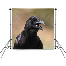 American Crow (Corvus Brachyrhynchos) Backdrops 47255969
