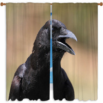 American Crow (Corvus Brachyrhynchos) Window Curtains 47255969