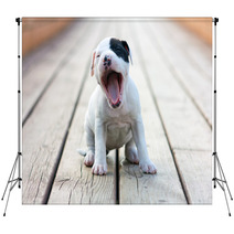 American Staffordshire Terrier Puppy Backdrops 46122695