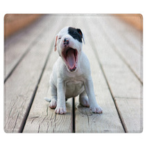 American Staffordshire Terrier Puppy Rugs 46122695