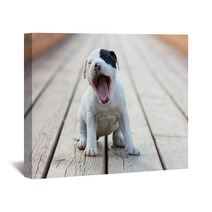 American Staffordshire Terrier Puppy Wall Art 46122695