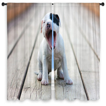 American Staffordshire Terrier Puppy Window Curtains 46122695