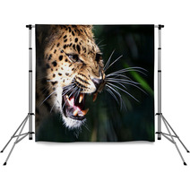 Amur Leopard Backdrops 79050743
