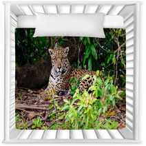 An Attendant Jaguar Watching Our Every Move Nursery Decor 99179063