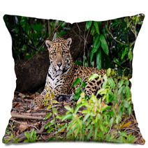 An Attendant Jaguar Watching Our Every Move Pillows 99179063