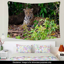 An Attendant Jaguar Watching Our Every Move Wall Art 99179063