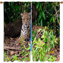 An Attendant Jaguar Watching Our Every Move Window Curtains 99179063