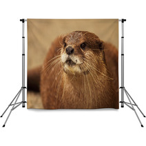 An Endangered African Clawless Otter Looking Into The Distance. Backdrops 96554897