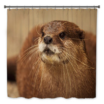 An Endangered African Clawless Otter Looking Into The Distance. Bath Decor 96554897
