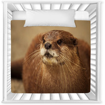 An Endangered African Clawless Otter Looking Into The Distance. Nursery Decor 96554897