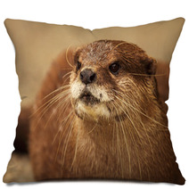 An Endangered African Clawless Otter Looking Into The Distance. Pillows 96554897