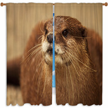 An Endangered African Clawless Otter Looking Into The Distance. Window Curtains 96554897