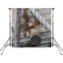 An Orangutan Baby A La Thinker Of Rodin Backdrops 99175142