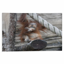 An Orangutan Baby A La Thinker Of Rodin Rugs 99175142