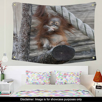 An Orangutan Baby A La Thinker Of Rodin Wall Art 99175142