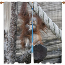 An Orangutan Baby A La Thinker Of Rodin Window Curtains 99175142