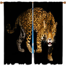 Angry Wild Panther On Black Background Window Curtains 454094