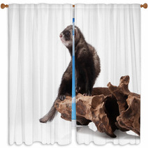 Animal. Old Ferret On White Background Window Curtains 87007162